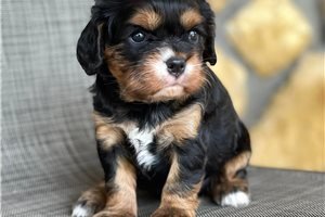 cavalier-king-charles-spaniel-puppies-available-big-1