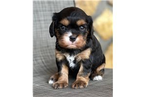 cavalier-king-charles-spaniel-puppies-available-big-0