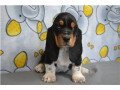 cute-basset-hound-puppies-for-adoption-small-2