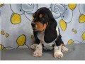 cute-basset-hound-puppies-for-adoption-small-1