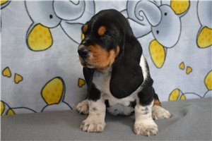 cute-basset-hound-puppies-for-adoption-big-1