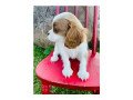 outstanding-cavalier-king-charles-puppies-available-for-adoption-small-1