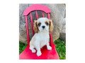 outstanding-cavalier-king-charles-puppies-available-for-adoption-small-0