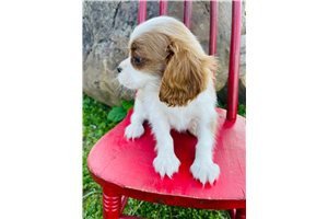 outstanding-cavalier-king-charles-puppies-available-for-adoption-big-1