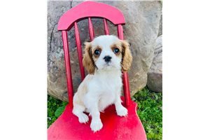 outstanding-cavalier-king-charles-puppies-available-for-adoption-big-0