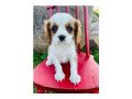 cavalier-king-charles-puppies-for-sale-small-0