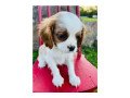 cavalier-king-charles-puppies-for-sale-small-1