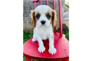 cavalier-king-charles-puppies-for-sale-big-0