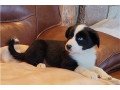 beautiful-border-collie-puppy-for-adoption-small-0