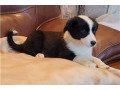 beautiful-border-collie-puppy-for-adoption-small-1