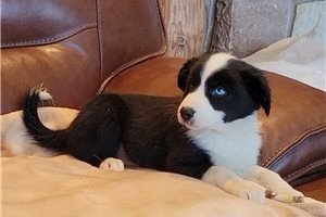 beautiful-border-collie-puppy-for-adoption-big-0