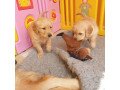 golden-retriever-puppy-for-sale-small-0