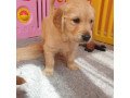 golden-retriever-puppy-for-sale-small-1