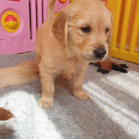 golden-retriever-puppy-for-sale-big-1