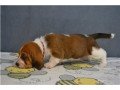 teacup-basset-hound-puppies-available-for-sale-small-1