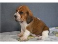 teacup-basset-hound-puppies-available-for-sale-small-0