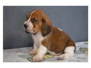 Teacup Basset Hound puppies available for sale