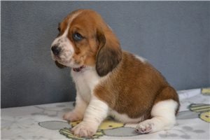teacup-basset-hound-puppies-available-for-sale-big-0