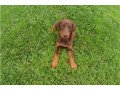 outstanding-doberman-puppies-for-adoption-small-1