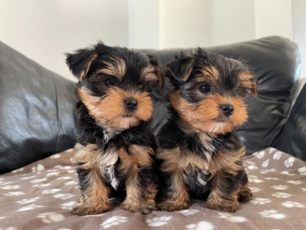 cute-yorkie-puppies-for-adoption-big-0