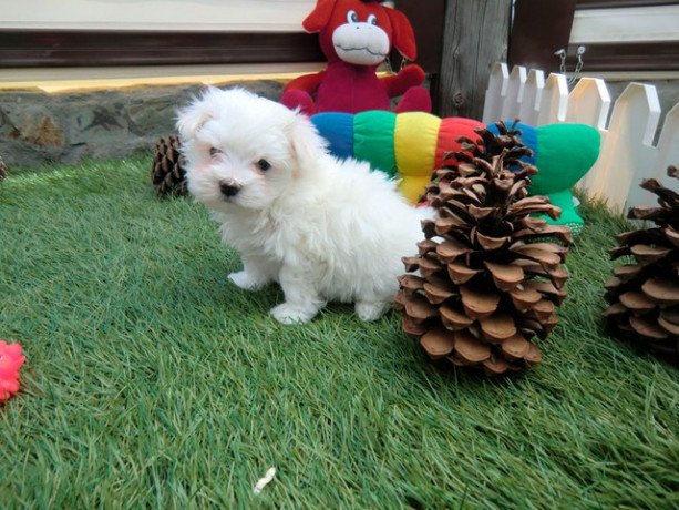 beautiful-maltese-puppies-for-sale-big-0
