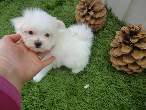 beautiful-maltese-puppies-for-sale-big-1