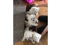 purebred-maltese-puppies-available-for-sale-small-0