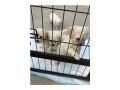 impressive-maltese-puppy-available-up-for-sale-small-1