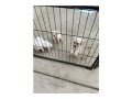 impressive-maltese-puppy-available-up-for-sale-small-0