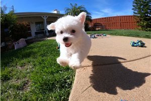 maltese-puppies-for-sale-big-0