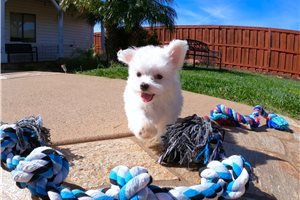 maltese-puppies-for-sale-big-1