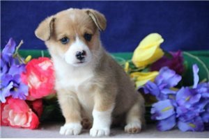corgi-puppies-available-for-sale-big-1