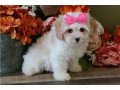 cavachon-puppies-available-for-adoption-small-0