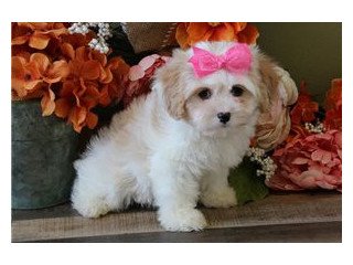 Cavachon puppies available for adoption