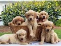 quality-golden-retriever-puppies-for-sale-small-0