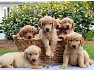 Quality Golden retriever puppies for sale