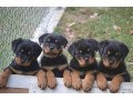 quality-rottweiler-puppies-for-sale-small-0