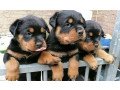 sweet-rottweiler-puppies-for-sale-small-0