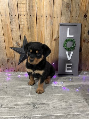 rottweiler-puppies-for-sale-big-0