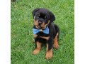 adorable-rottweiler-puppies-for-sale-small-0