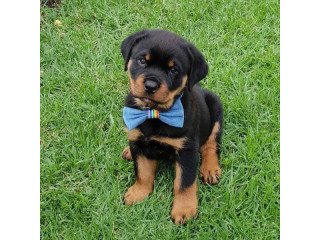 Adorable Rottweiler puppies for sale