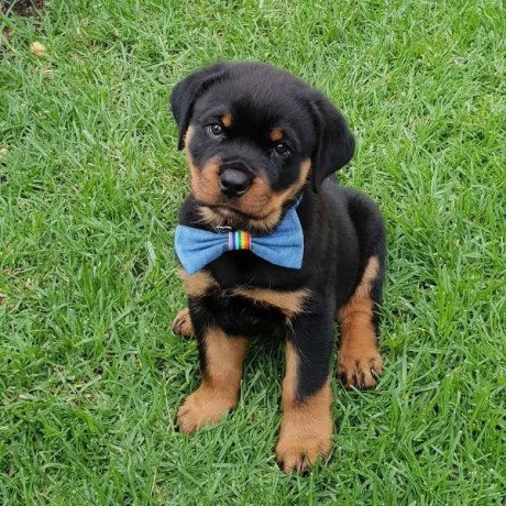 adorable-rottweiler-puppies-for-sale-big-0