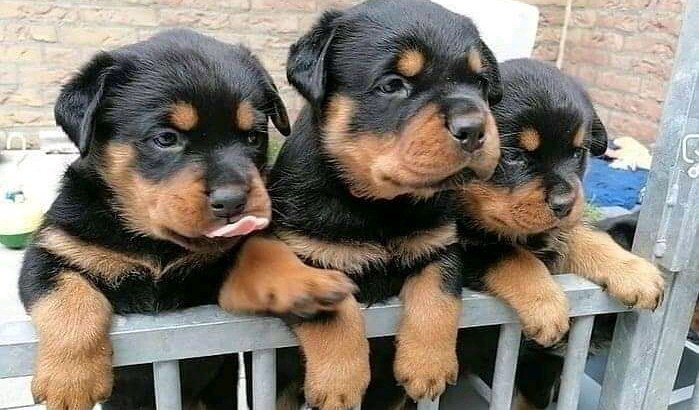rottweiler-puppies-are-searching-for-a-secure-home-to-stay-big-0
