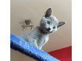purebred-russian-blue-kittens-small-1