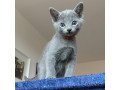 purebred-russian-blue-kittens-small-0