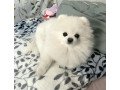 pomeranian-puppies-for-sale-small-1
