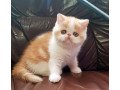 persian-kittens-available-small-0