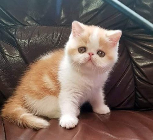 persian-kittens-available-big-0