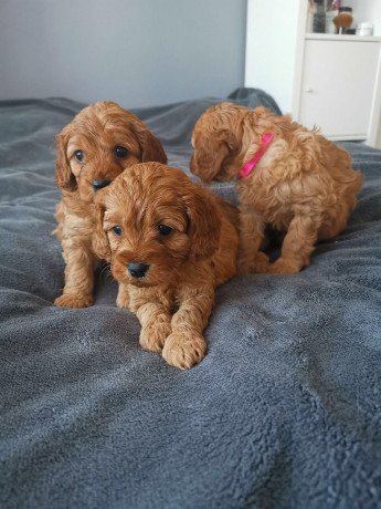 cavapoo-puppies-available-big-0