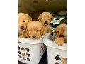 beautiful-golden-retriever-puppies-small-2